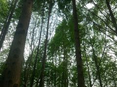 -昆山城市生态森林公园