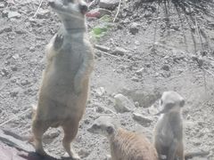 -新疆天山野生动物园