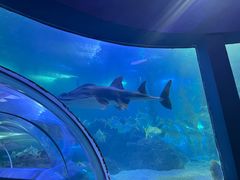 -青岛海底世界-水族馆