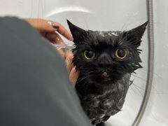 -爱洗澡的猫(望京店)