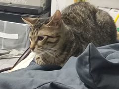 -四月宠物医院·猫专科·心脏专科·内科(转塘店)