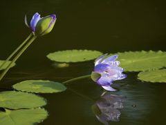 -国家植物园南园