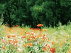 -上海共青森林公园