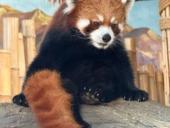 -石家庄市动物园