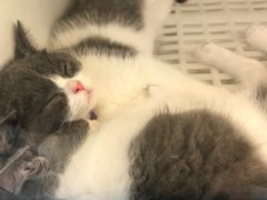 -lincat·猫舍(广州店)