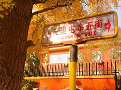 -三里屯东五街银杏大道