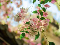 -深圳国际园林花卉博览园