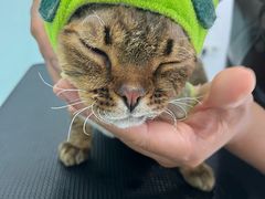 -爱洗澡的猫(望京店)