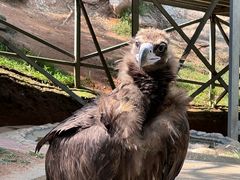 -西霞口神雕山野生动物世界