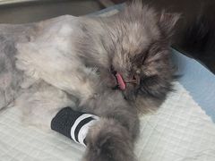 -酷狗靓猫宠物·洗护·美容·寄养(航北路店)