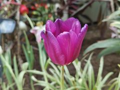 -石家庄市植物园