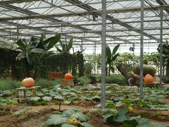 景点-观光南瓜园