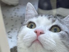 -瑞派康怡24h宠物医院·犬猫医疗中心·微创绝育(瑞景分院)