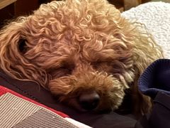 -宠福鑫动物医院(城北分院)