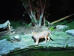 -杭州野生动物世界