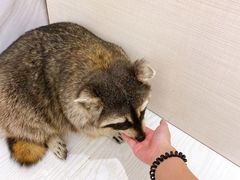 -浣熊柯尔鸭土拨鼠·电玩咖