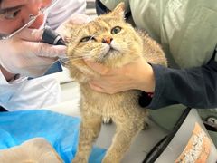 -达爱动物医院·犬猫分区·CT·复杂眼科(远洋山水分院)