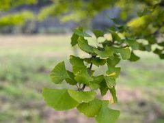 -黄椅山火山森林公园