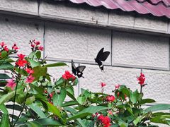 -长洲岛