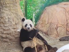 -广州长隆野生动物世界