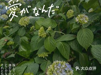 2021母亲节 羊昌花画小镇花况实时播报