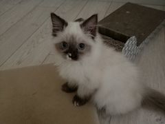-Bastet sally猫舍购宠(静安店)