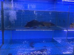-老宋家鱼馆(北滨路店)
