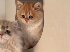 -东方名猫馆·英短金渐层布偶猫舍(环线广场1号楼店)