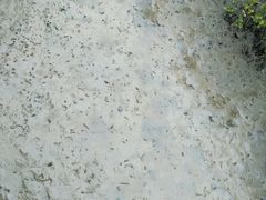 -北海金海湾红树林生态旅游区