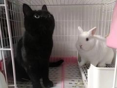 -纳吉亚猫专科动物医院(康都外科中心)
