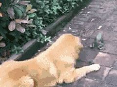 -江湾体育中心游泳馆
