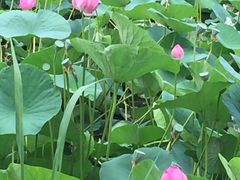 -白渔泡湿地公园