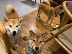 -柴务处·柴犬主题狗咖