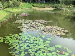 -东莞植物园