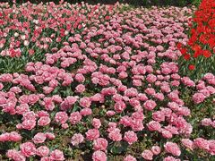 -上海鲜花港