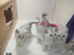 -李小姐の猫咖啡馆(五角场店)