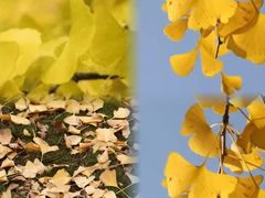 -徐家汇源景区-衡山公园