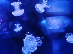 -左海海底世界
