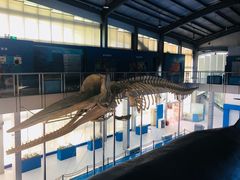 -上海海洋大学鱼文化博物馆(军工路校区)