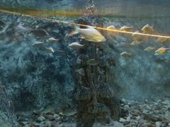 -东方巨龟苑景区