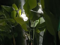 -涟LIAN·泰式按摩·MASSAGE·SPA(华强北店)