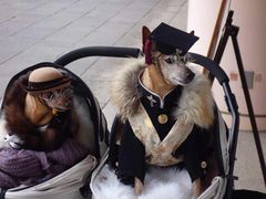 -爱侣宠医·鹦鹉专科·小型哺乳类·异宠专科(灵石路店)