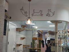 -喵园·猫主题咖啡厅·撸猫·猫咖(国贸店)
