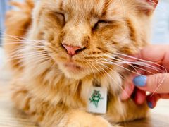 -楼上猫咖(罗湖店)
