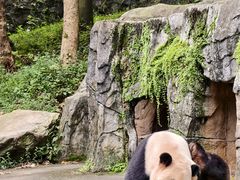 -都江堰中华大熊猫苑