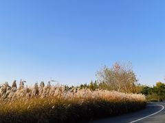 -泗洪洪泽湖湿地景区