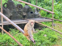 -西双版纳原始森林公园