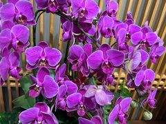 -龙华素斋(龙华路店)