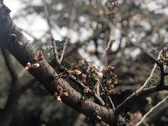-武汉大学-樱园