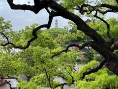 -江心屿景区